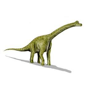 Brachiosaurus was twice the size of a giraffe.