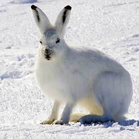 The Arctic hare and its predator, the fox, have the same survival strategy.