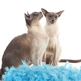 Siamese cats nearly always give birth to twins.