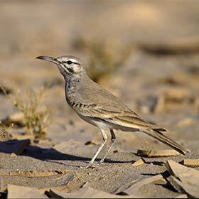 The Greater hoopoe-lark survives the arid climate by eating carrion, like the vulture.