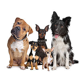 There are about 40 million pet dogs in the world.