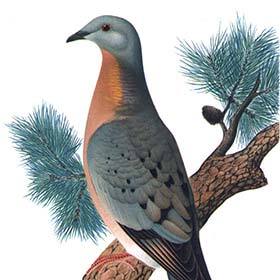 Billions of passenger pigeons were exterminated in a few decades.