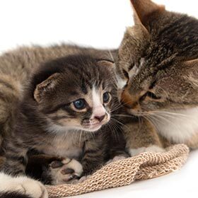 The gestation period for a cat is between 35 and 48 days.