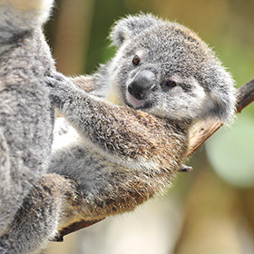 Koala babies (or joeys) are born in an embryonic state.
