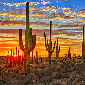 Cacti were introduced to the Americas by Spanish conquistadors.