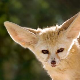 Très craintif, le fennec est très difficile à apprivoiser.