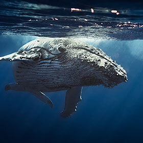 The humpback whale can produce approximately 10 different sounds.