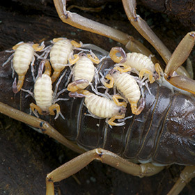 Scorpions carry their young on their backs.