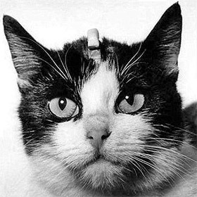 Le 18 octobre 1963, Félicette a été le premier chat à voyager dans l’espace.