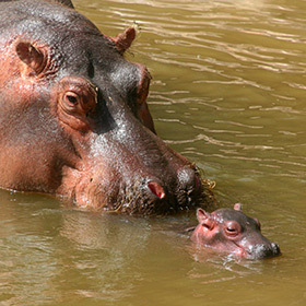 Hippopotamus calves know how to swim before knowing how to walk.