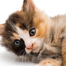 The term “calico” refers to a breed of cats.