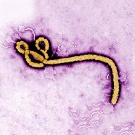 En 2014, l’épidémie d’Ebola a fait 80 000 morts.