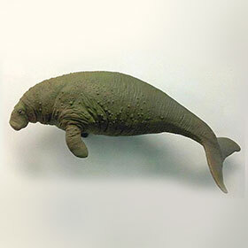 Less than 30 years elapsed between the discovery of Steller’s sea cow and its disappearance.