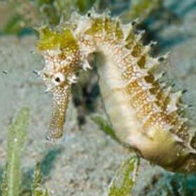 The father seahorse carries the young.