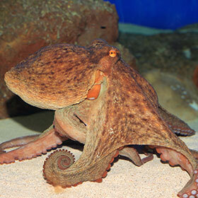 Some species of octopuses have three hearts.