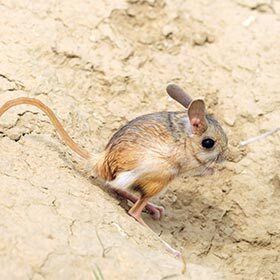 To survive in the desert, the jerboa hardly drinks anything.