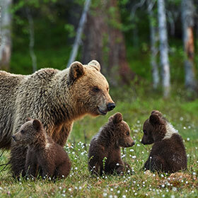 Bear cubs are born at the end of spring.