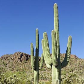 Dans certaines oasis du Sahara, les cactus Saguaro peuvent atteindre une hauteur de 15 m (50 pi).