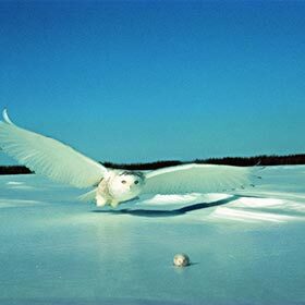 A snowy owl eats 1 to 2 small rodents per day.