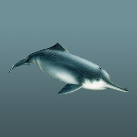 Il y avait 20 000 dauphins de Chine en 1900. Aujourd’hui, il n’en reste aucun.