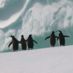 Penguins walk up to 60 mi. (100 km) to reach their breeding grounds.