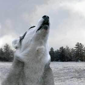 A wolf’s howl can be heard more than 6 mi. (10 km) away.