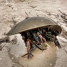 The horseshoe crab has orange blood.