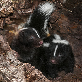 Baby skunks (or kits) secrete their foul-smelling fluid from the age of 7 weeks.