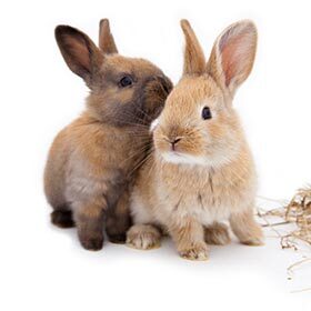 Baby hares and baby rabbits are almost identical.