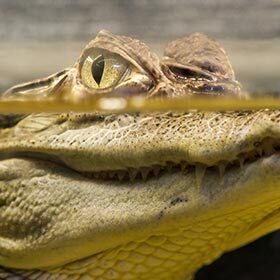 The crocodile has three sets of eyelids.