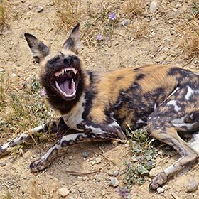Female African wild dogs eat the cubs of the other females from their pack.