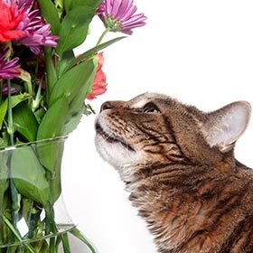 A cat’s sense of smell is not as good as a human’s.