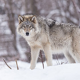 The first domesticated dogs were alpha wolves, leaders of their packs.