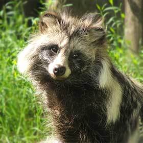 The raccoon dog is not a dog. It belongs to the same family as the raccoon (Procyonidae).