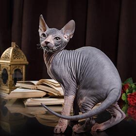 You can’t be allergic to sphynx cats.