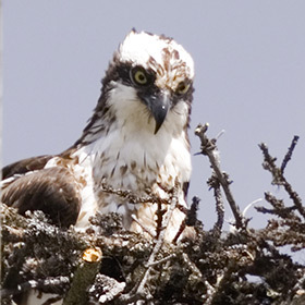 Eaglets leave the nest 30 days after hatching.