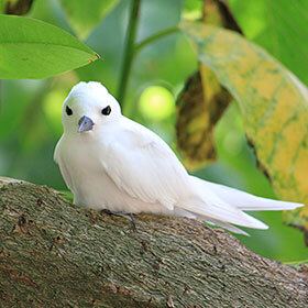 The white tern lays its egg on a branch.