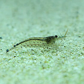 The heart of the shrimp is located in its tail.