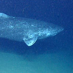 The Greenland shark lives 10 years on average.