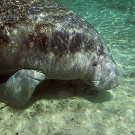 The manatee loves eating tortoises.