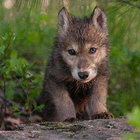 Wolf cubs are abandoned by their pack if their mother disappears.