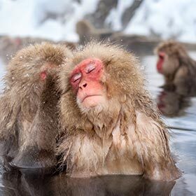 Chez les macaques, mères et filles vivent ensemble toute leur vie.