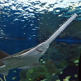Sawfish are born with soft saws.